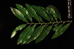 Salix lasiolepis. Glossy upper surfaces of leaves.
 Image: D. Glenny © Landcare Research 2020 CC BY 4.0